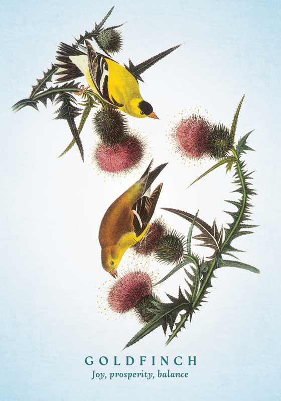 The Spiritual Meaning of Birds Oracle Deck